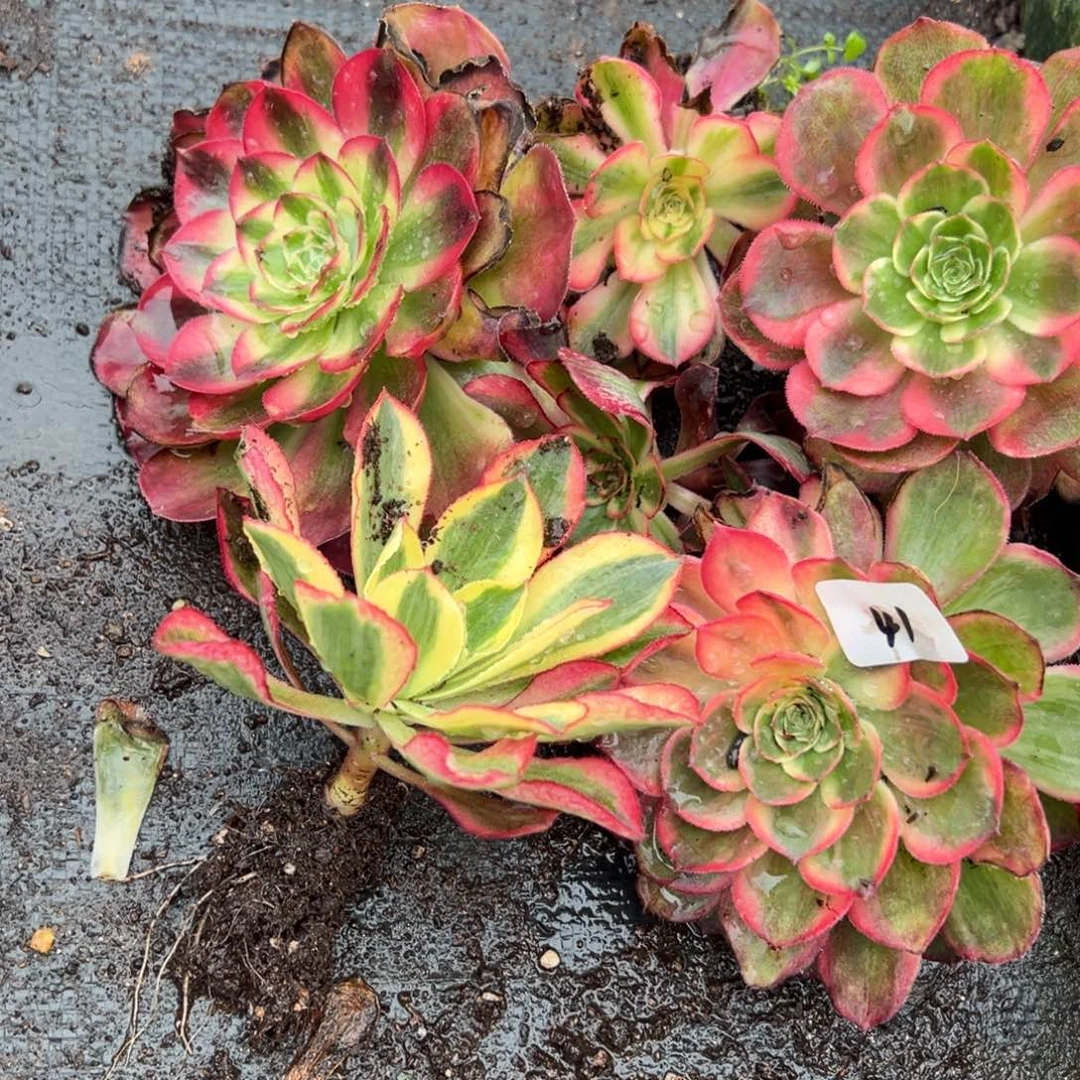 41一片多肉嘻嘻嘻多肉