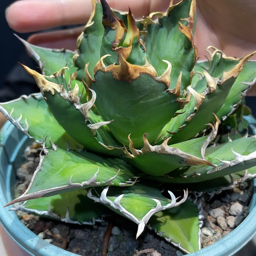 12cm控养红猫仁王冠龙舌兰