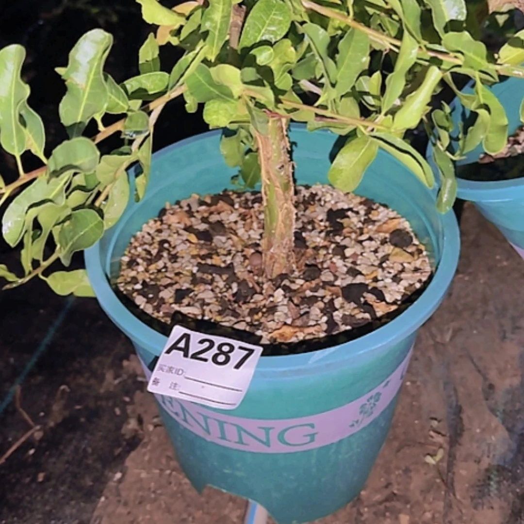 【闪购商品】梵****宝块根植物