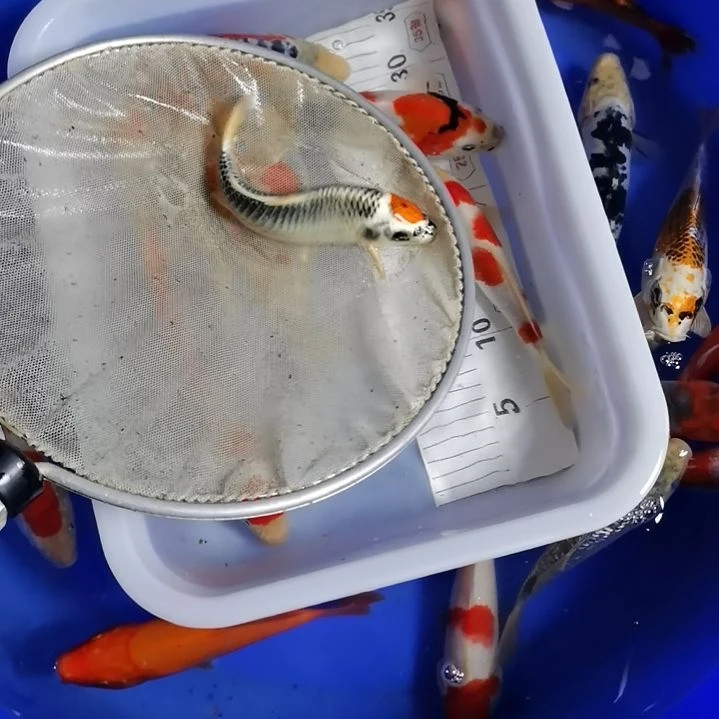 回***归海水锦鲤观赏鱼锦鲤观赏鱼活体