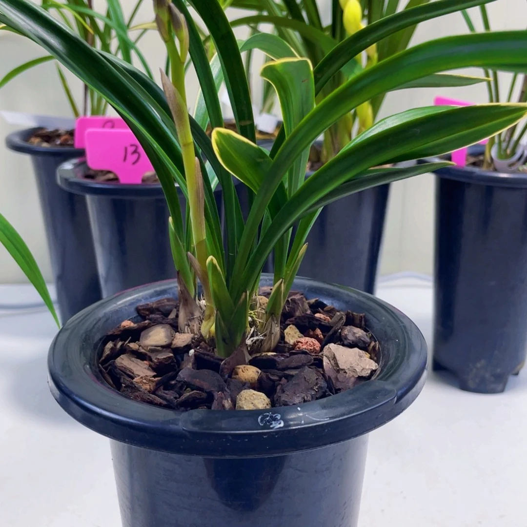 当前无花栽培后可以开花