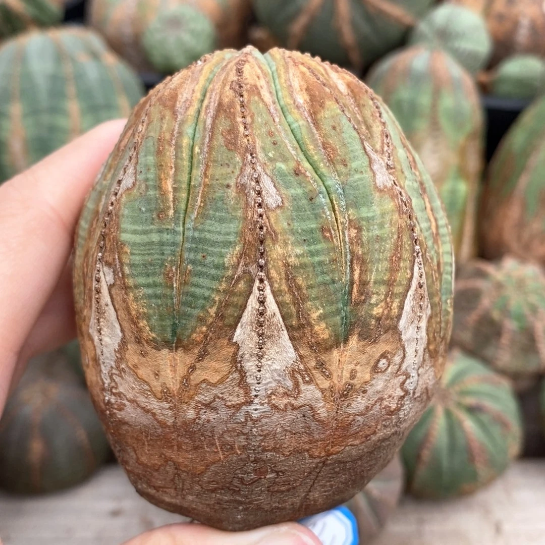 16布纹球精品一物一拍