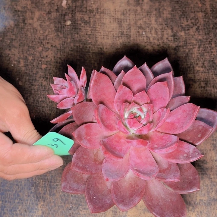 简**单红糖卡一物一拍D1239
