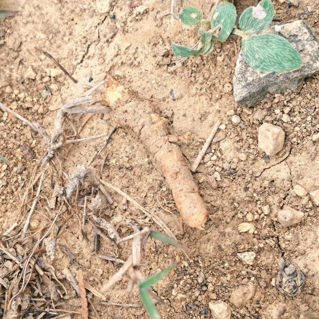 泗水砭石文化馆远志板