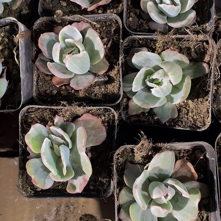 伯克利锦4.8带盆