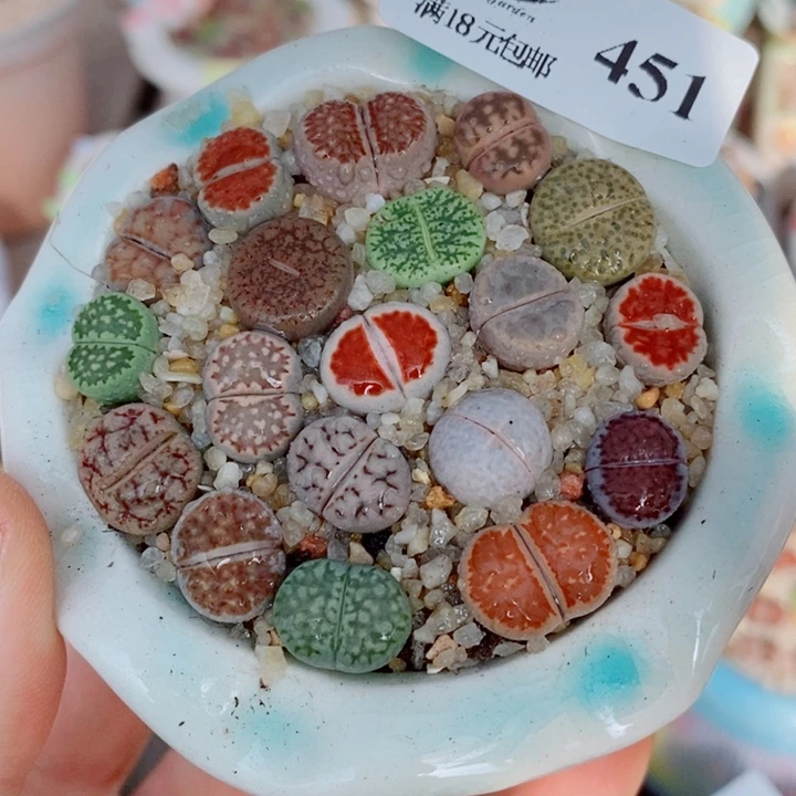 生石花花花花花花花451