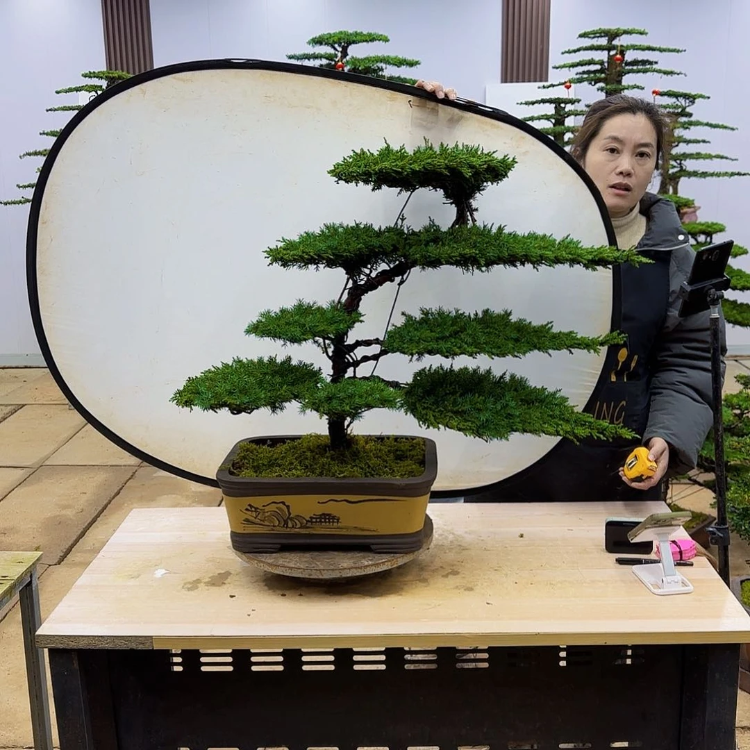 盆景直播间一物一拍