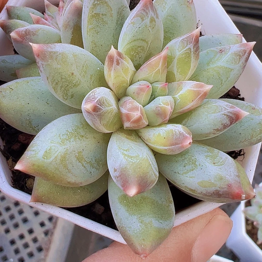 幻影美人19包邮多肉