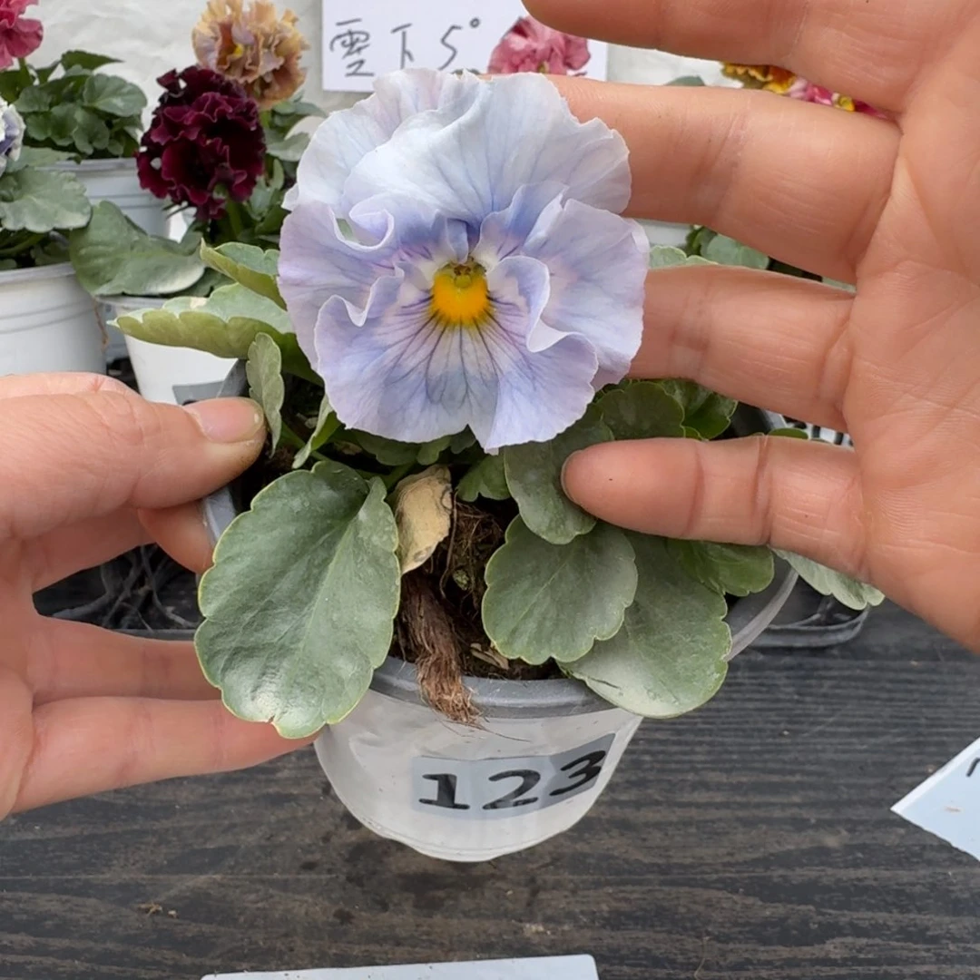 全部花朵123号蓝希尔