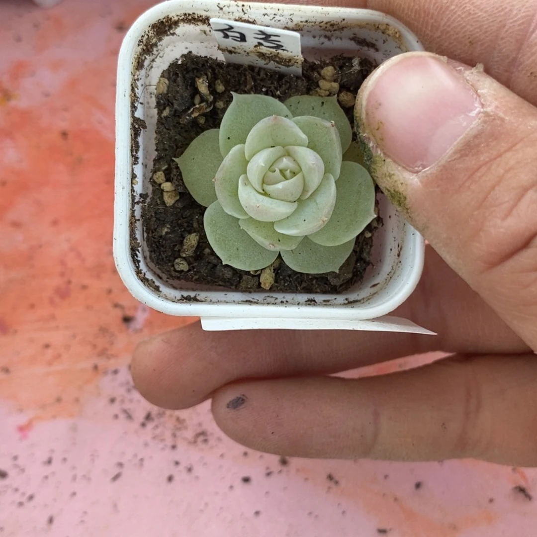 标签686白吉一个多肉