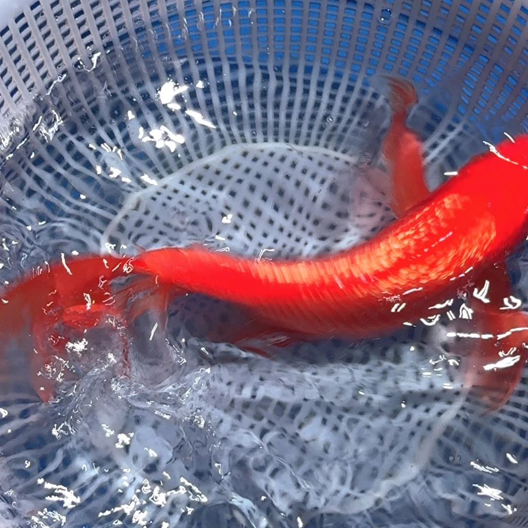 锦鲤精品甄选血统锦鲤