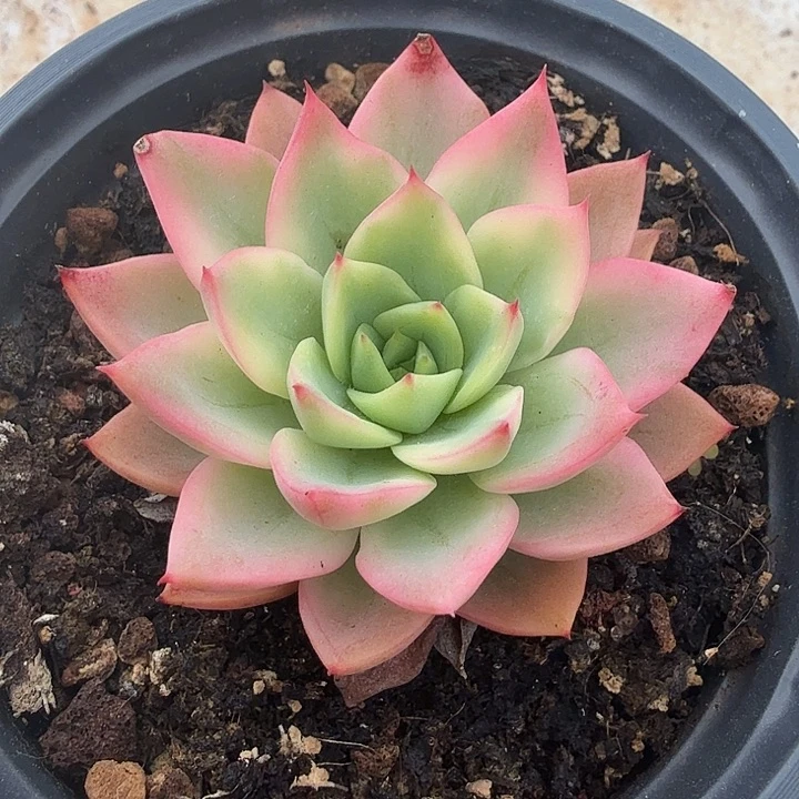 哈密瓜锦腹轮锦一颗