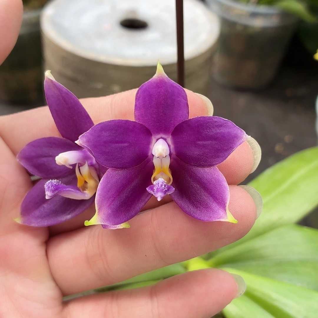 当前无花朵，栽培后可花朵A5444yss1214