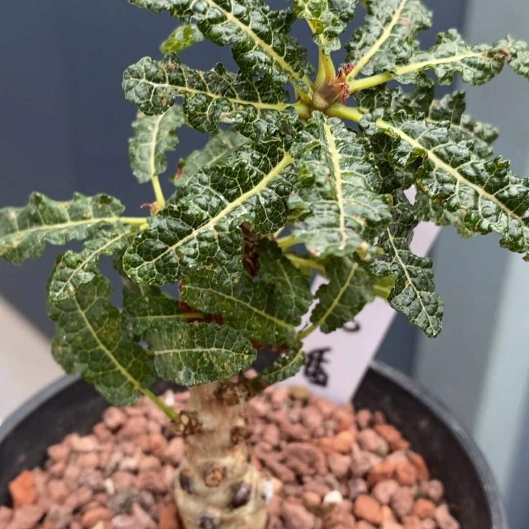 娜娜乳香实生带盆