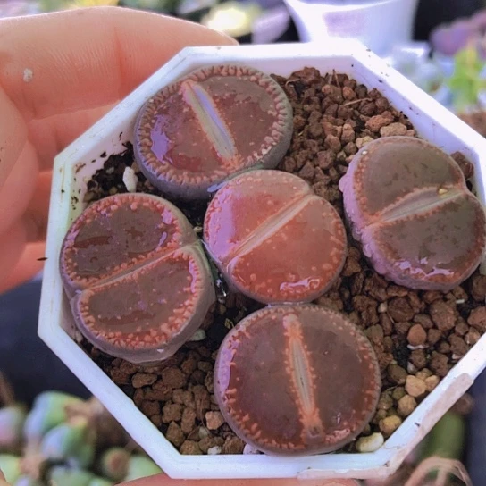 无花朵8242，5颗有点干