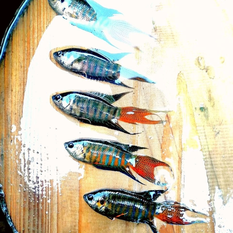 中国斗鱼活鱼普叉不换水观赏鱼花手巾旁皮婆好养耐活的淡冷水鱼