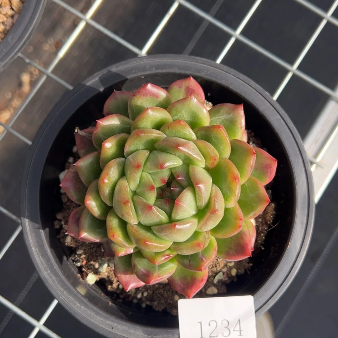 花*子1234肉肉肉肉肉肉肉肉肉