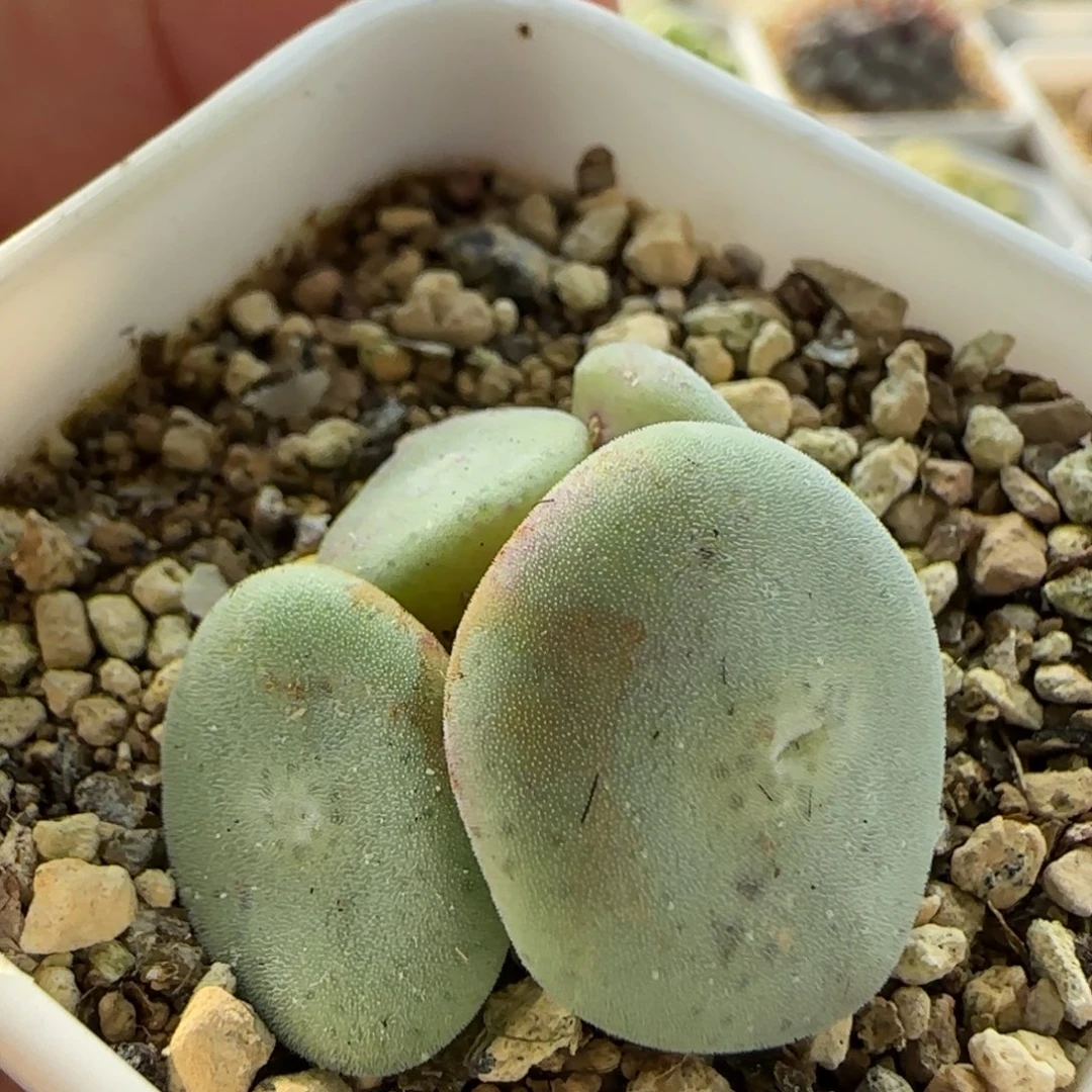 7083 大白多肉植物园