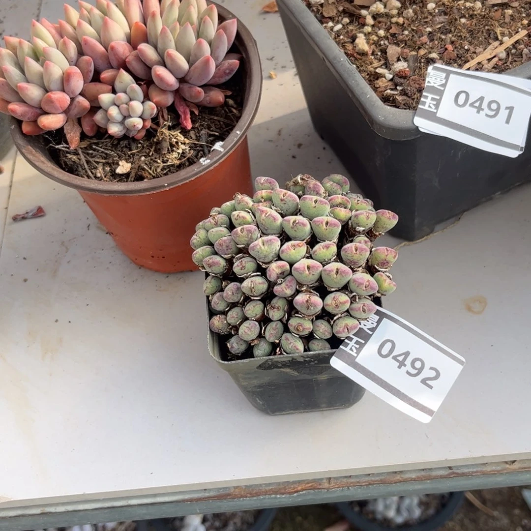 口迪多肉植物0492