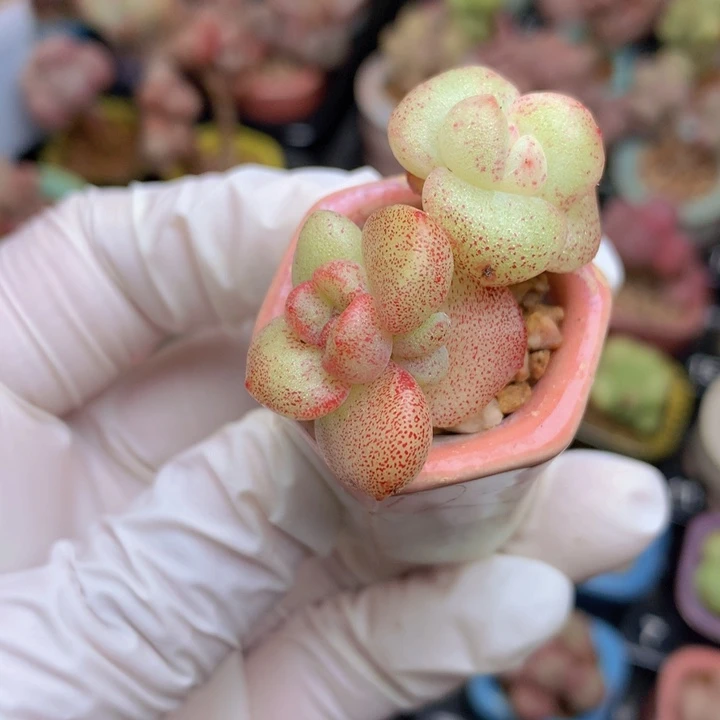036 冰玉石化锦 晶体闪闪透