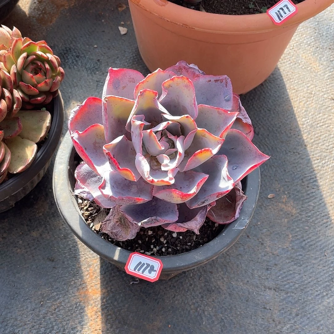 1178晚霞 一物一拍多肉