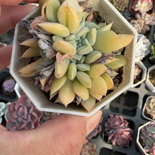 88特玉莲缀多肉植物多