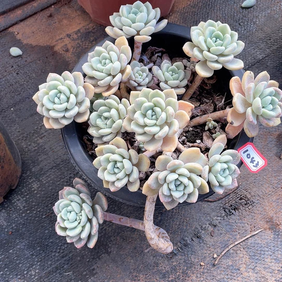 1043克洛伊 一物一拍多肉