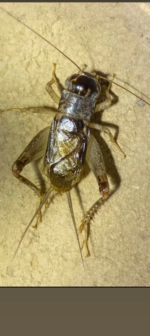 活体蟋蟀野生秋虫宠物活体饲料