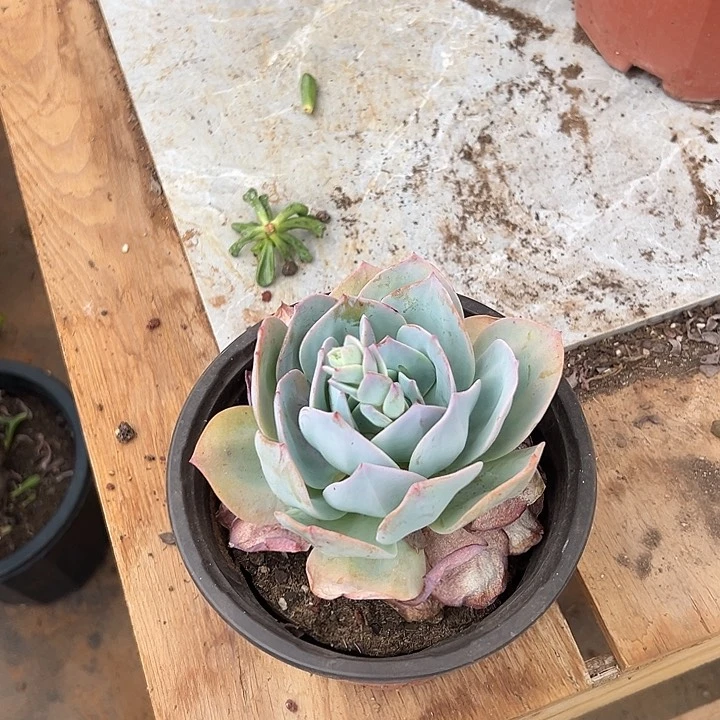 黄****弟多肉植物实物232