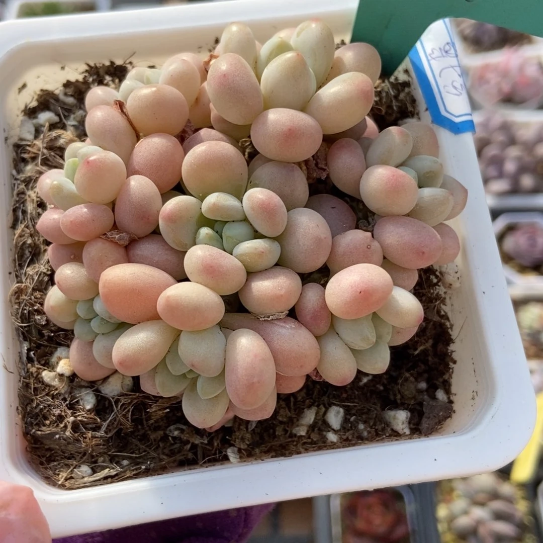 7219洛可可多肉植物保护