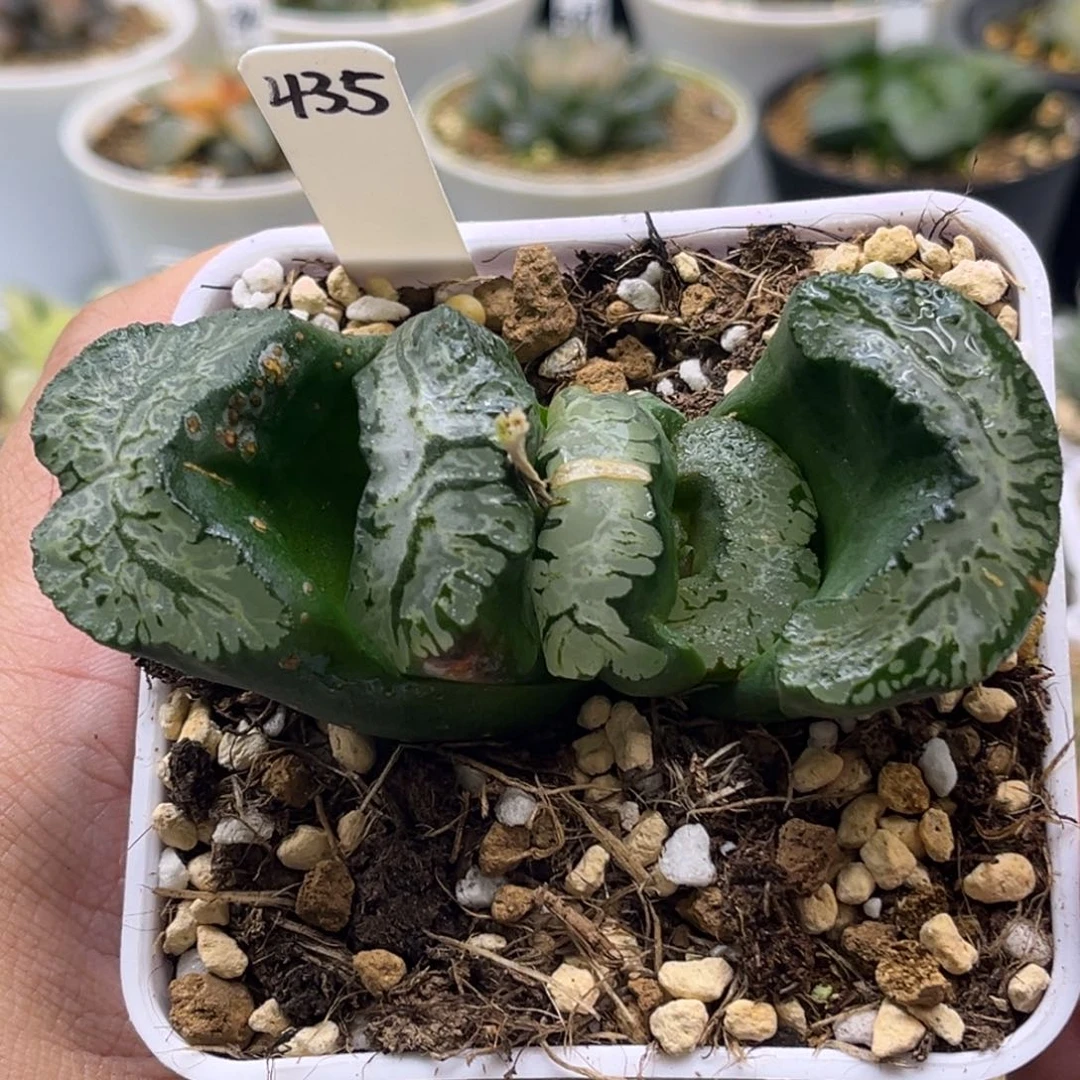 435北斋玉扇发发发发发发
