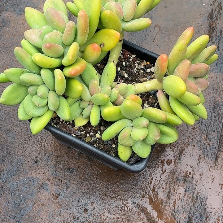 憨***憨芒果奶群，一物一拍