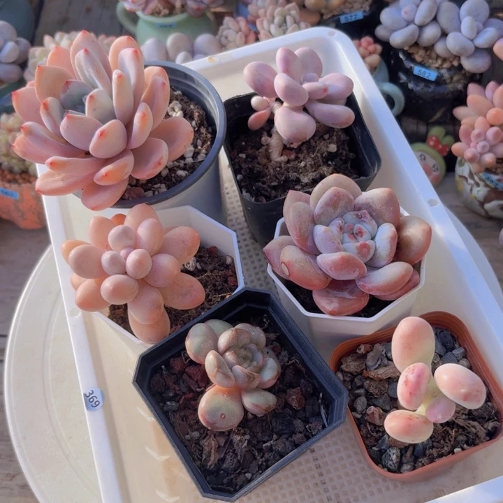 框拍一物一拍编号369