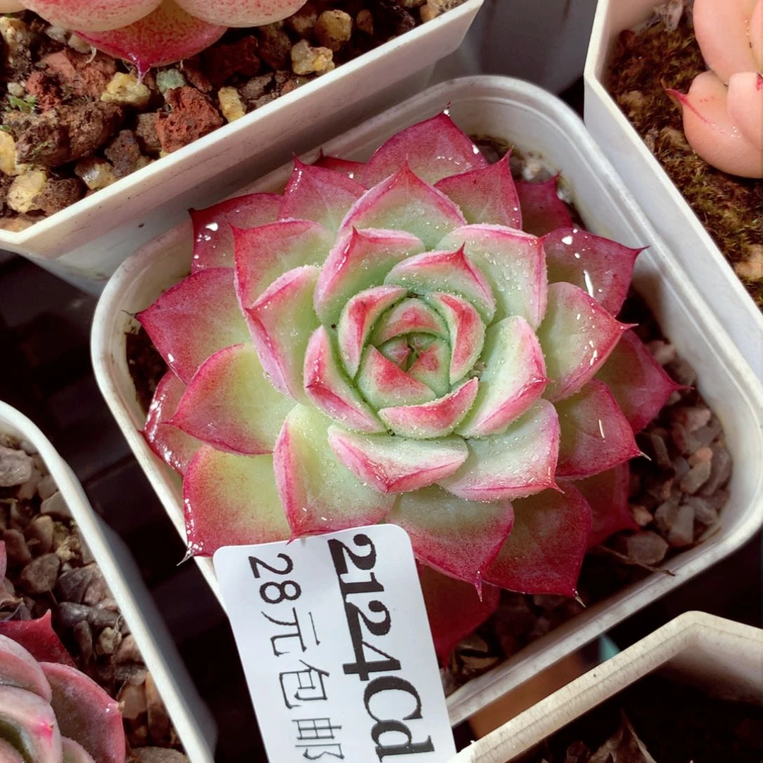 5厘米盆精控多肉2124