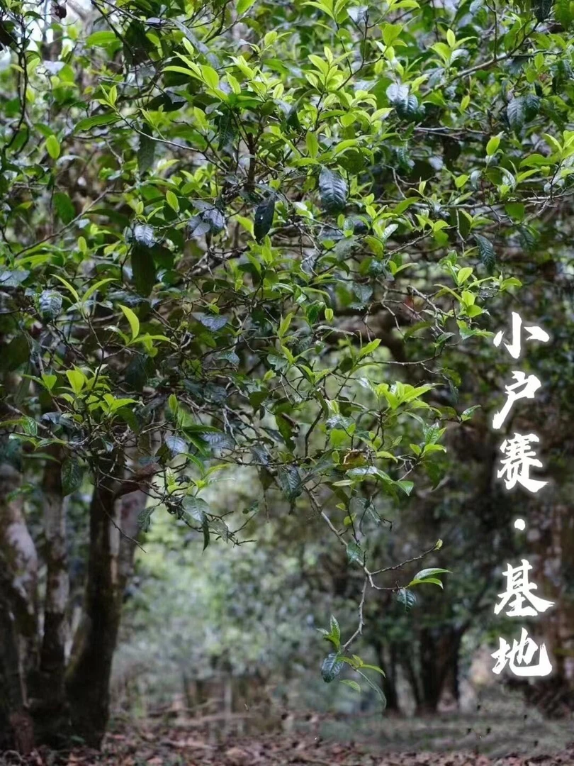 2025年小户赛红土地古树头春散茶原料入口香甜茶气足