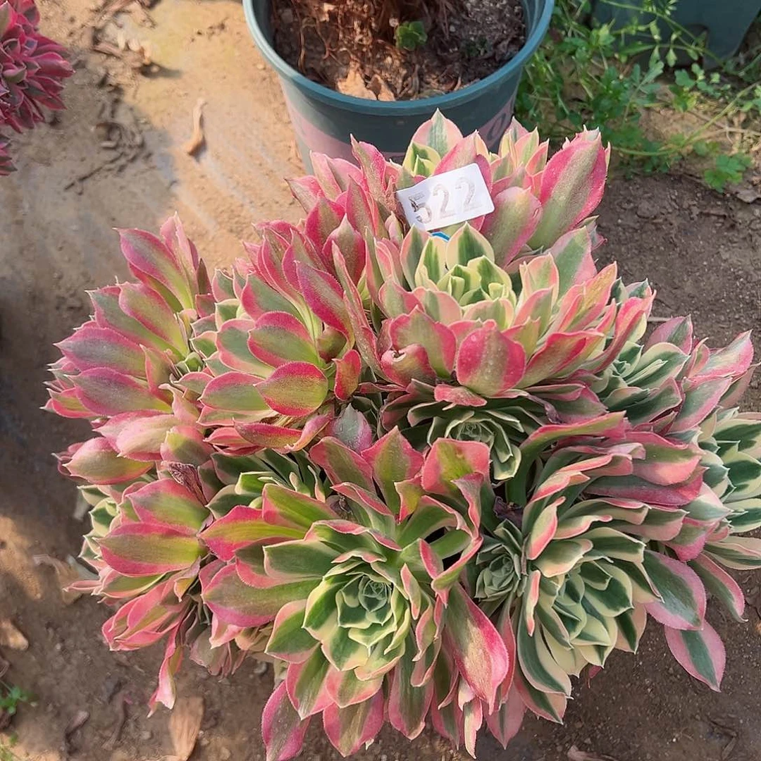 紫砂茶宠白凤老桩一颗522