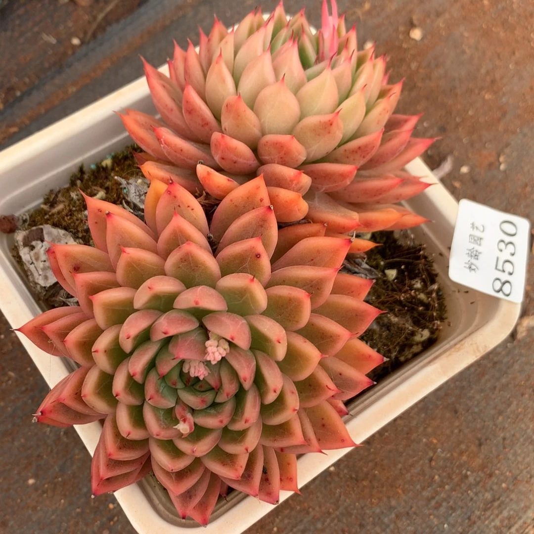 8530杂交多肉植物