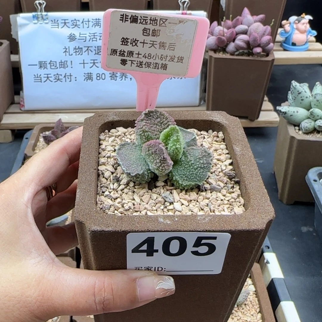 ?****叽405赛巴斯蒂多肉植物