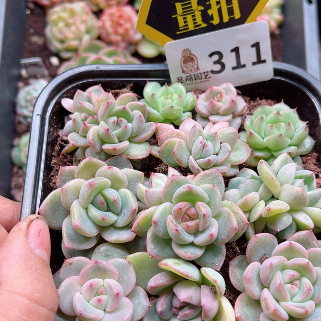 多肉植物多肉植物