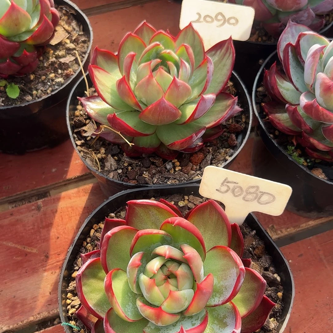 惊鸿仙子5080.2090号