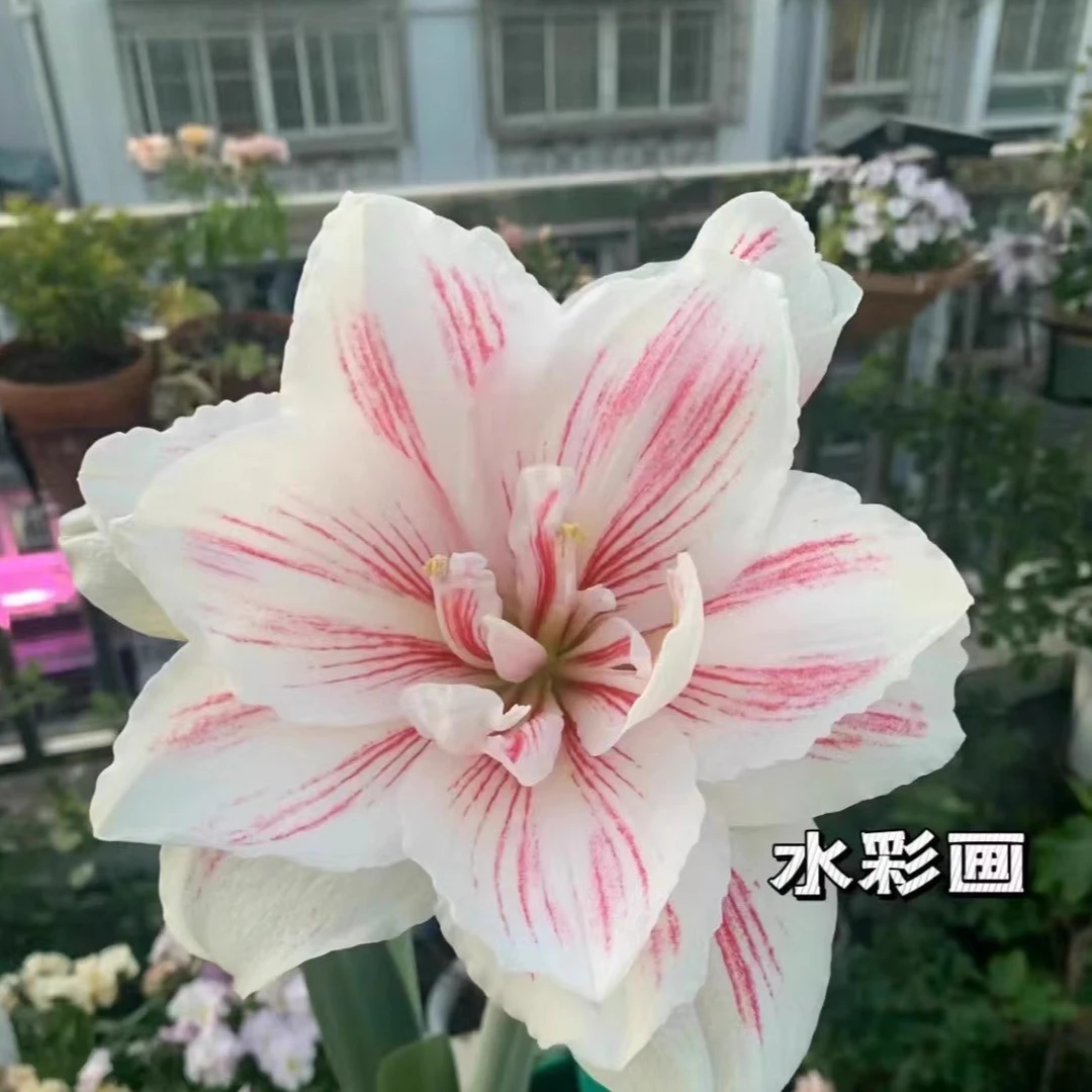 【水彩画】重瓣大花荷兰进口球