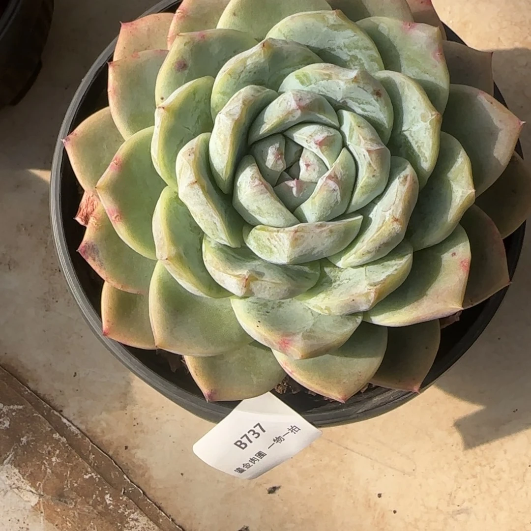 樂***天B737母本白泽