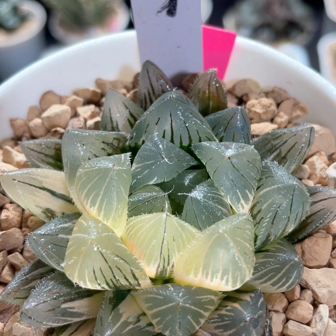 7巨大白赤线锦。