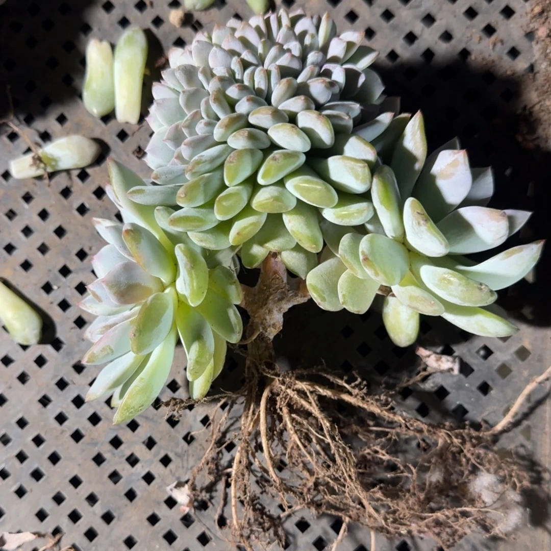 星影树缀无砍多肉