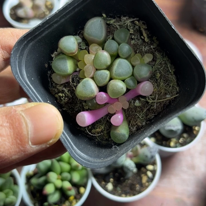 开***.可爱多肉嘟嘟可爱014