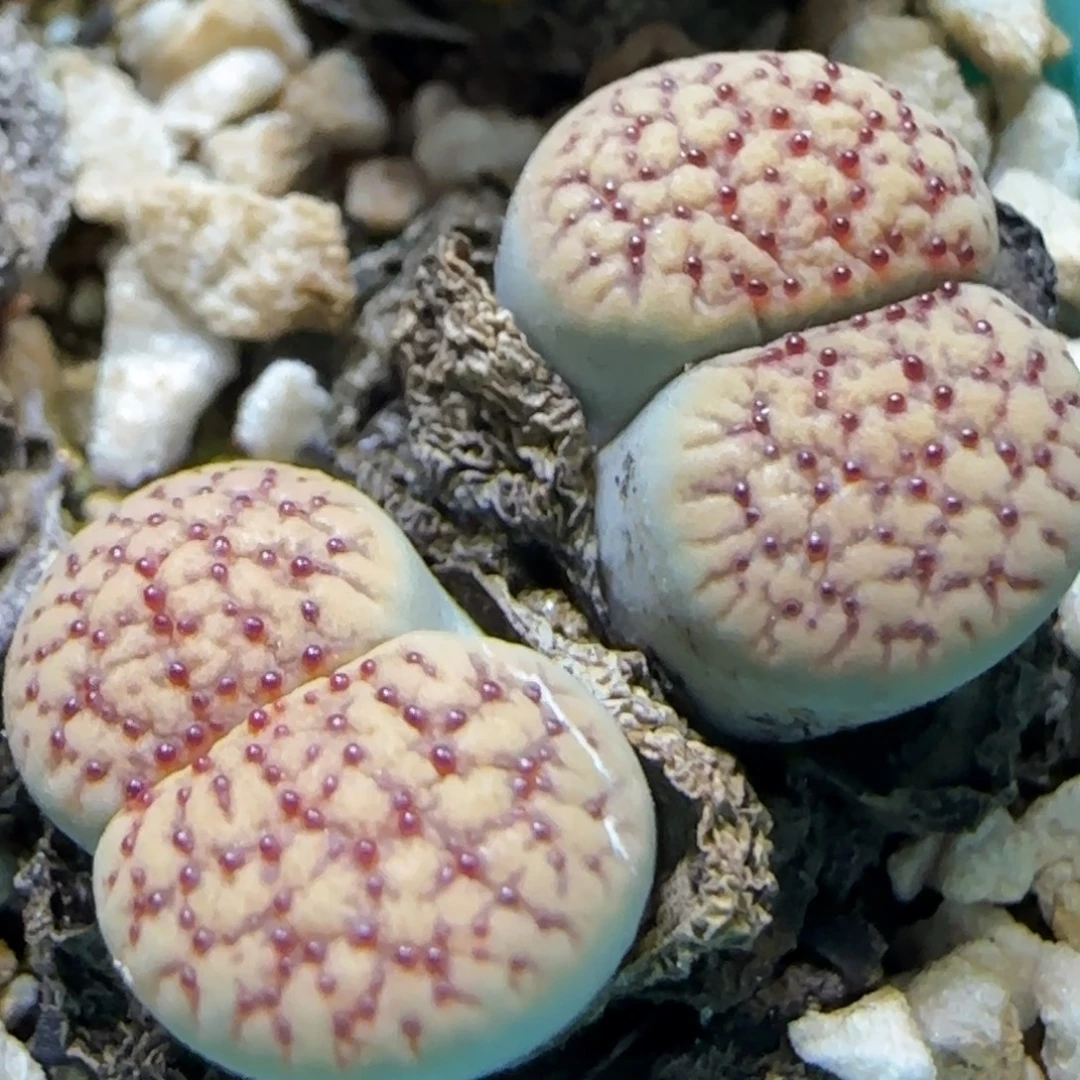 12.3 .朝贡.9060双头冠幅2cm