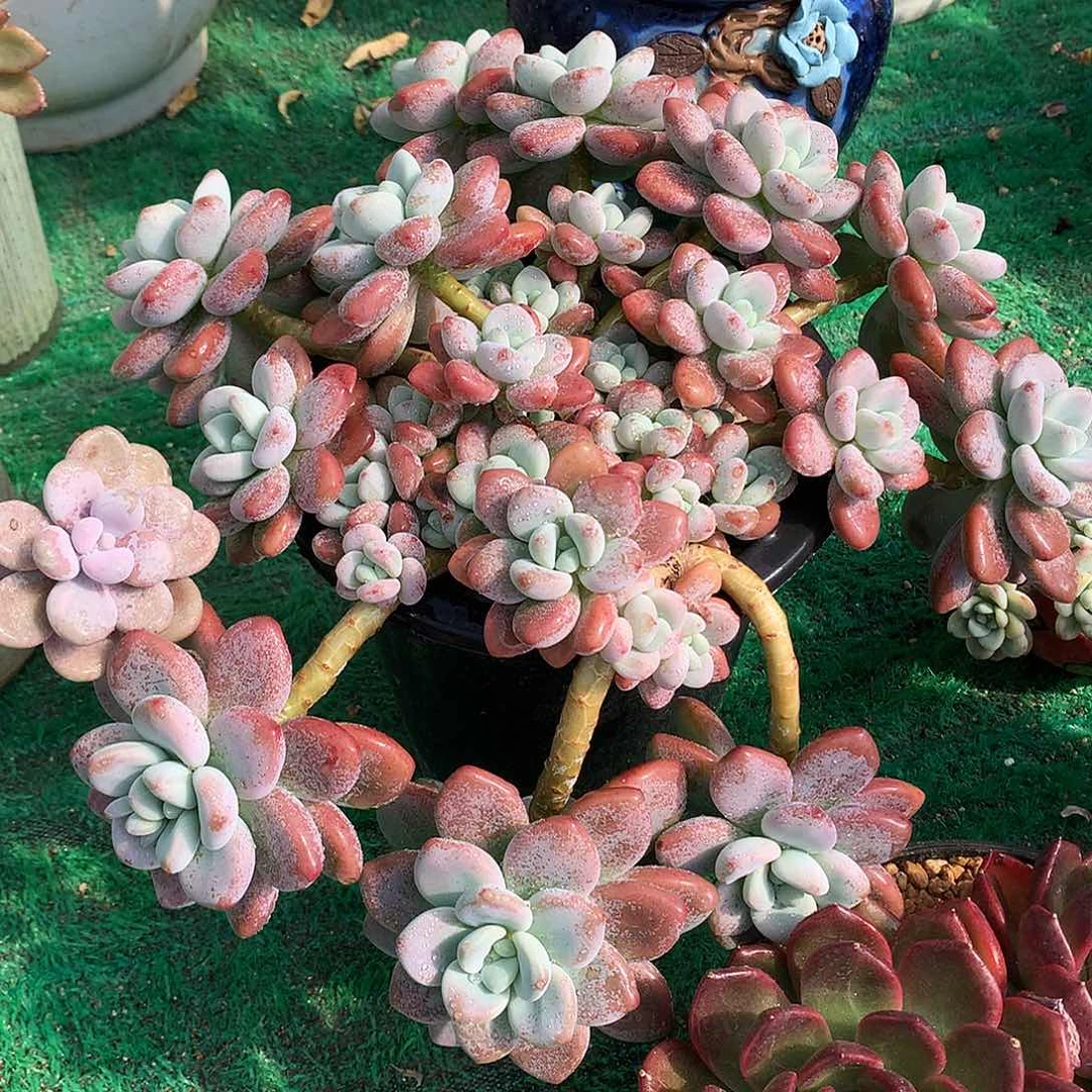 红洛神一物一拍16.75