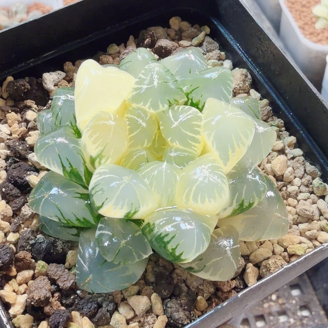 十二卷实生冰灯锦福利