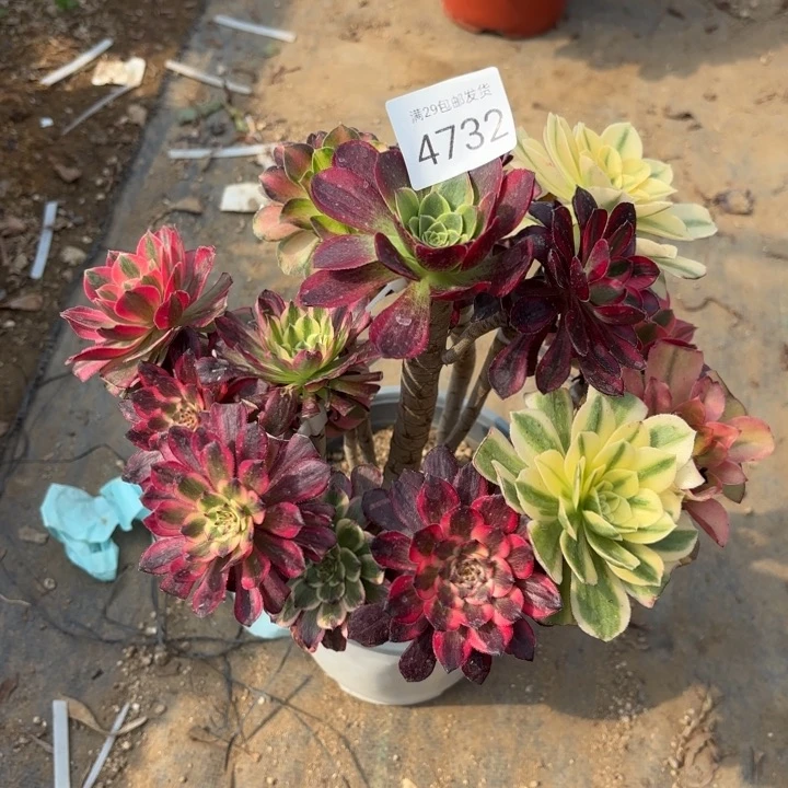 七彩树多肉法师4732