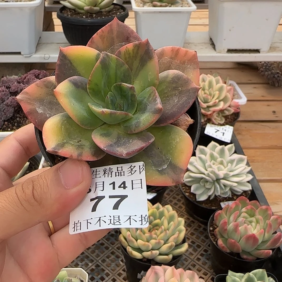0614_77不鲁门卡锦